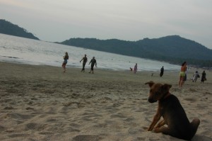 Cute dog enjoying sunset