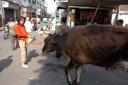 Sui feeding animals in town