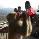 Bad monkey!