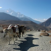 Donkeys helping out