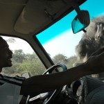 Teasing wild baboons