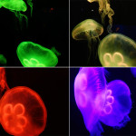 Backlit Jellyfish
